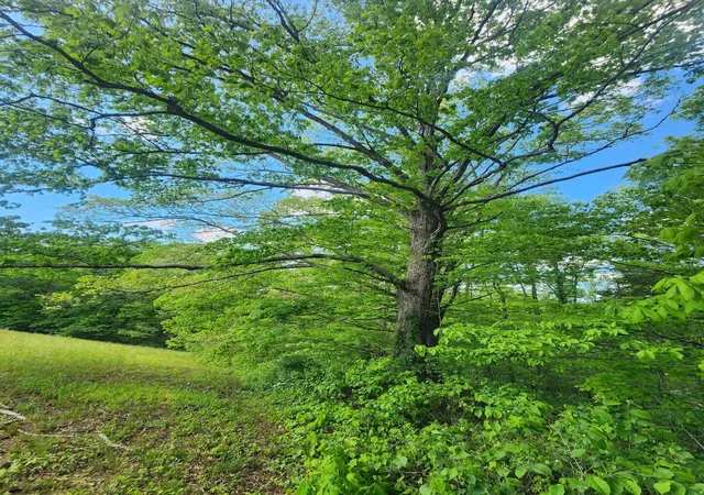 Photo 4 of Land for sale at Tbd Mount Zion Church Rd, East Bernstadt, KY 40729 | MLS# 26011419 | Listing updated on 2026-10-19
