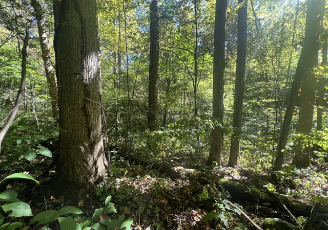 Photo 1 of Land for sale at Lot 15 Red River Valley, Slade, KY 40376 | MLS# 26011604 | Listing updated on 2026-09-03