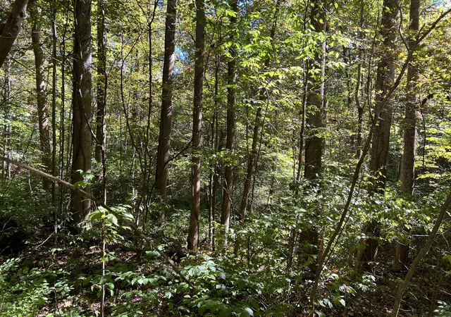 Photo 3 of Land for sale at Lot 15 Red River Valley, Slade, KY 40376 | MLS# 26011604 | Listing updated on 2026-09-03