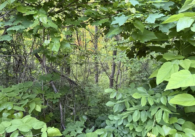 Photo 25 of Land for sale at 9249 Porter Rd, Ryland Hght, KY 41015 | MLS# 26013053 | Listing updated on 2026-07-27