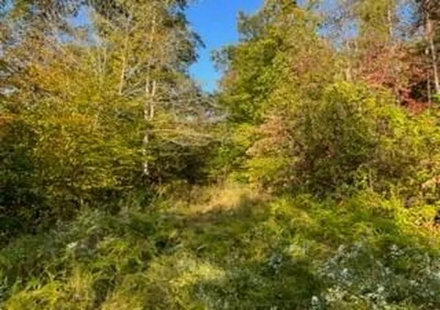 Photo 3 of Land for sale at 1001 Wilber Hl Rd, Blaine, KY 41124 | MLS# 26013437 | Listing updated on 2026-06-11
