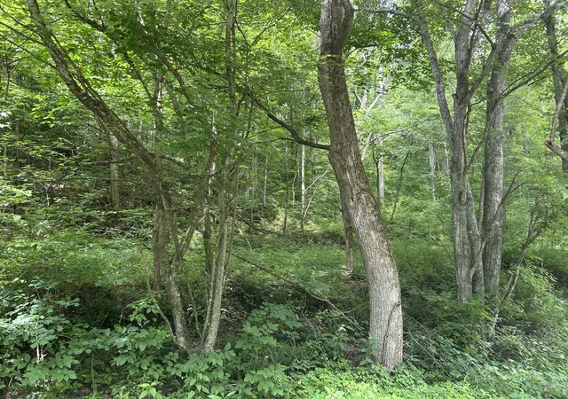 9th image of 0000 Hodge Rd, London, KY 40741 | MLS# 26013616