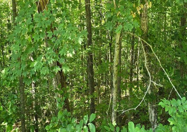Homes for sale in Burnside, KY | 0, Lot 1 Roberts Bend Rd, Burnside, KY 42519 | MLS# 26013991
