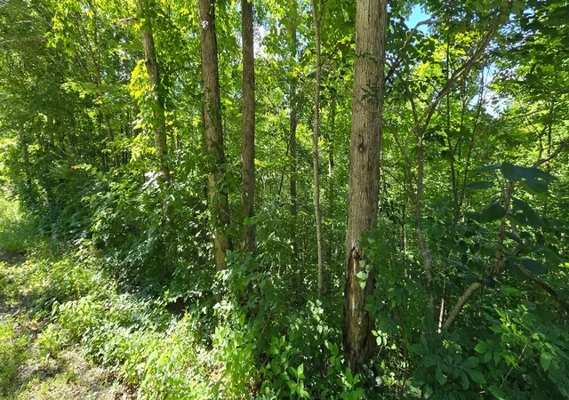 Homes for sale in Burnside, KY | 0, Lot 1 Roberts Bend Rd, Burnside, KY 42519 | MLS# 26013991