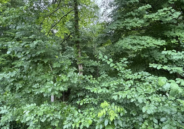 Homes for sale in Bronston, KY | Lot 3 George Hardwick Dr, Bronston, KY 42518 | MLS# 26014285