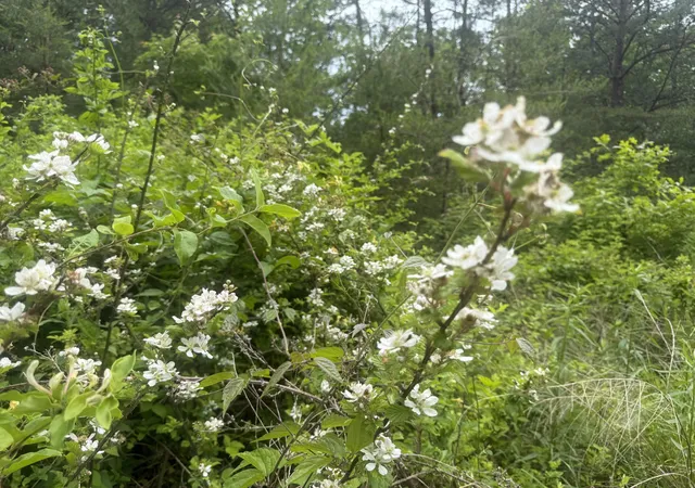 Homes for sale in Beattyville, KY | Lot 167 Ashland Camp Loop, Beattyville, KY 41311 | MLS# 26015870
