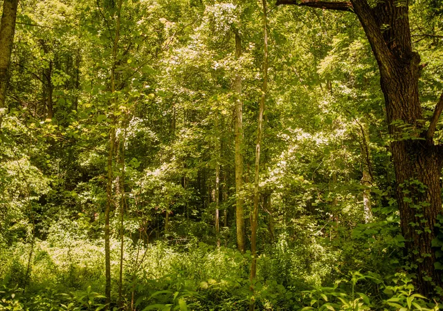 Photo 4 of Land for sale at 8626 N Kentucky 15 Hwy, Vancleve, KY 41385 | MLS# 26016113 | Listing updated on 2026-07-08