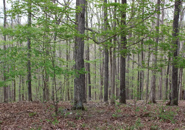 Homes for sale in Eddyville, KY | Lot 80 Lisanby Rd, Eddyville, KY 42038 | MLS# 26017679