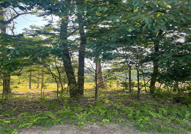 Photo 3 of Land for sale at 260 Forest Ridge Dr, Paducah, KY 42003 | MLS# 26018866 | Listing updated on 2026-07-17