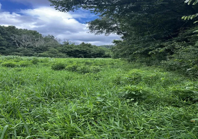 Photo 2 of Land for sale at 687 H M Garrison Rd, Manchester, KY 40962 | MLS# 26017604 | Listing updated on 2026-07-15