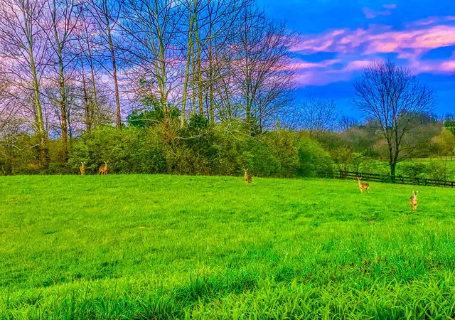 Homes for sale in Lancaster, KY | 699 Davistown Rd, Lancaster, KY 40444 | MLS# 26018299