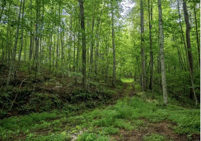Photo 1 of Land for sale at 26 Venue Way, Zoe, KY 41397 | MLS# 26018825 | Listing updated on 2026-07-17