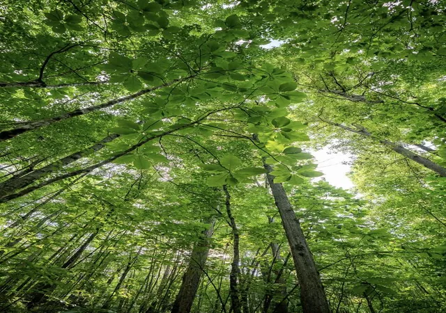 Photo 2 of Land for sale at 26 Venue Way, Zoe, KY 41397 | MLS# 26018825 | Listing updated on 2026-07-17