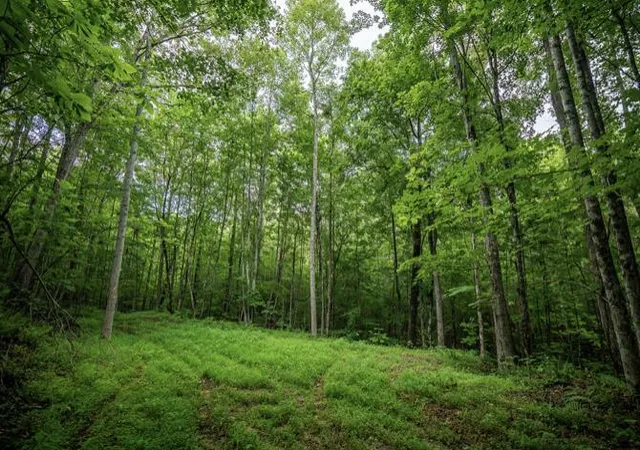 Photo 3 of Land for sale at 26 Venue Way, Zoe, KY 41397 | MLS# 26018825 | Listing updated on 2026-07-17