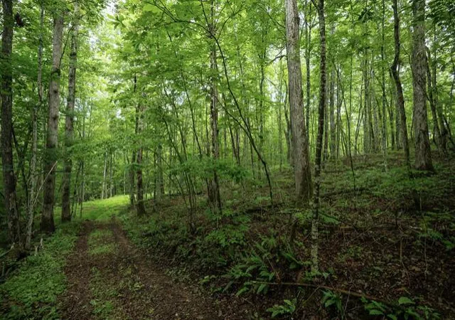 Photo 4 of Land for sale at 26 Venue Way, Zoe, KY 41397 | MLS# 26018825 | Listing updated on 2026-07-17