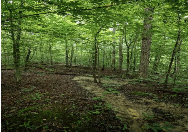 Photo 4 of Land for sale at 46 Venue Way, Zoe, KY 41397 | MLS# 26018889 | Listing updated on 2026-07-17