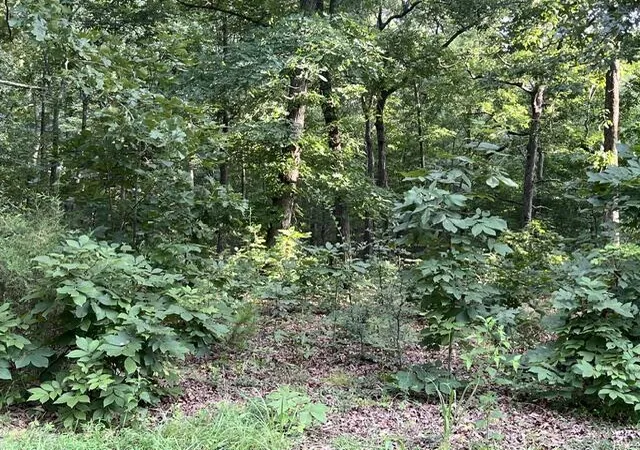 Photo 3 of Land for sale at Lot 99 Woodduck Ln, Murray, KY 42071 | MLS# 26019039 | Listing updated on 2026-07-20