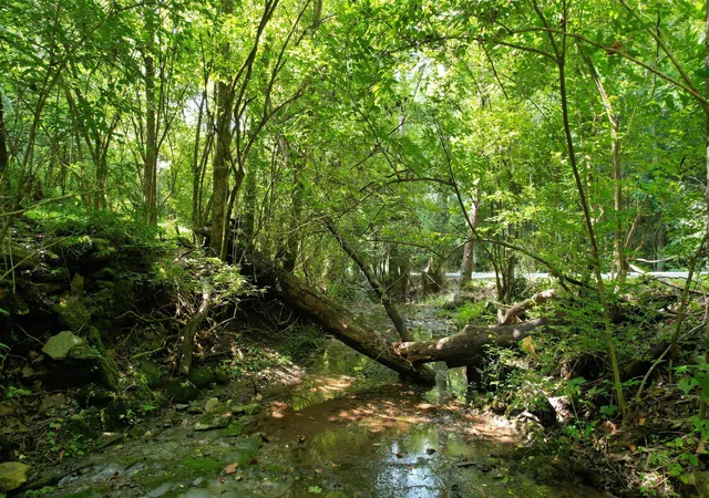 Photo 4 of Land for sale at 1590 Shryocks Fry Rd, Versailles, KY 40383 | MLS# 26020540 | Listing updated on 2026-09-14