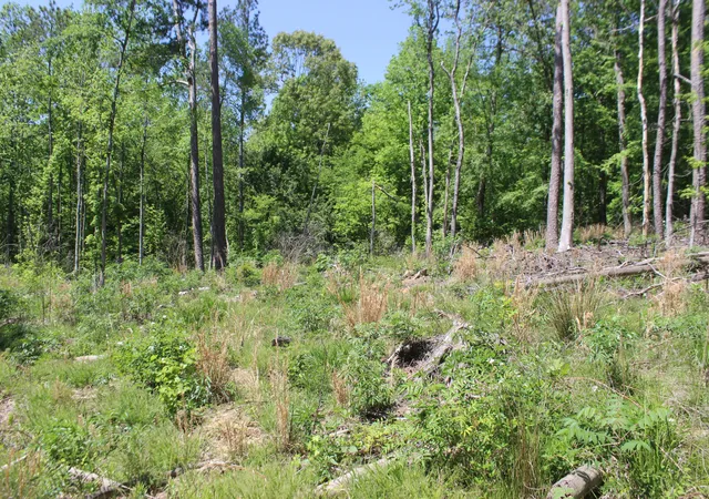 Photo 4 of Land for sale at 0 Emanuel Tract B Ln #0, Kirksey, KY 42054 | MLS# 26019804 | Listing updated on 2026-09-29