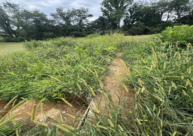 Photo 3 of Land for sale at 267 J O Stockton Pond Rd, Albany, KY 42602 | MLS# 26019970 | Listing updated on 2026-07-29