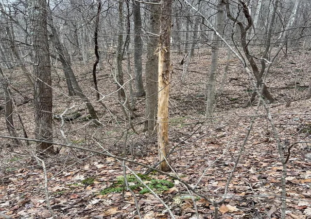 Photo 3 of Land for sale at 8888 Eades Dr, Irvine, KY 40336 | MLS# 26020128 | Listing updated on 2026-07-28