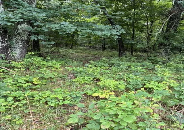 Photo 4 of Land for sale at 0 N Lang /eureka Rd, Berry, KY 41003 | MLS# 26020172 | Listing updated on 2026-08-12