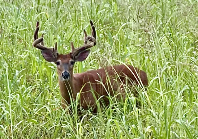 Photo 2 of Land for sale at 0000 Haynes Cemetery Rd, Somerset, KY 42501 | MLS# 26020330 | Listing updated on 2026-08-04