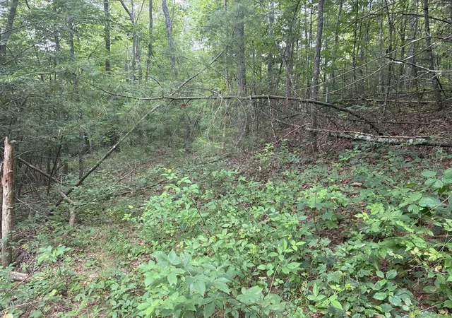 Photo 3 of Land for sale at 367 Banks Branch Rd #2, Campton, KY 41301 | MLS# 26021999 | Listing updated on 2026-10-13