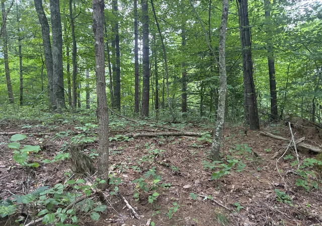Photo 4 of Land for sale at 367 Banks Branch Rd #2, Campton, KY 41301 | MLS# 26021999 | Listing updated on 2026-10-13