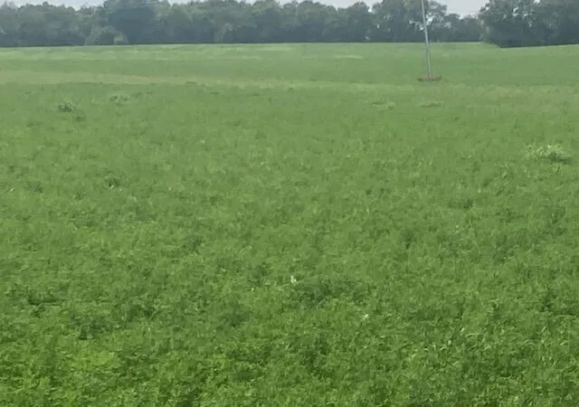 Photo 3 of Land for sale at 333 Silas Rd, Cynthiana, KY 41031 | MLS# 26022240 | Listing updated on 2026-08-16