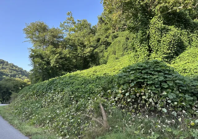Photo 4 of Land for sale at 4926-2 Ky 1524, Manchester, KY 40962 | MLS# 26022255 | Listing updated on 2026-08-17