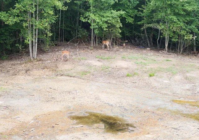 Photo 3 of Land for sale at 240 Nelson Rd, Clay City, KY 40312 | MLS# 26022536 | Listing updated on 2026-08-19