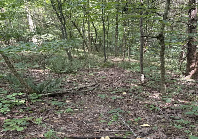 Photo 3 of Land for sale at Tract 4 499 Gumm Rd Rd, Columbia, KY 42728 | MLS# 26022877 | Listing updated on 2026-10-13