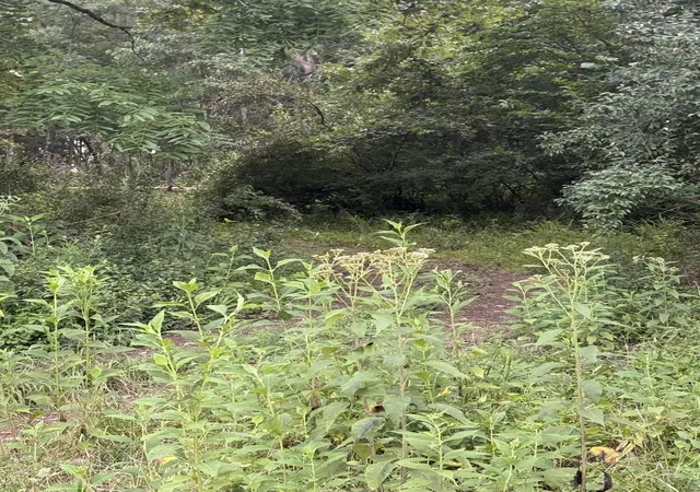 Photo 3 of Land for sale at 15 RL Colyer Rd, Somerset, KY 42501 | MLS# 26022897 | Listing updated on 2026-08-22