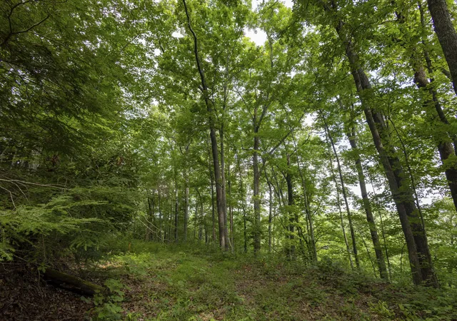 Photo 3 of Land for sale at Lot 131-133 Highland Heights, Zoe, KY 41397 | MLS# 26023331 | Listing updated on 2026-10-07