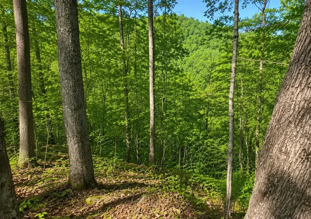 Photo 3 of Land for sale at 3066 Big Willard Rd, Busy, KY 41723 | MLS# 26023221 | Listing updated on 2026-08-27