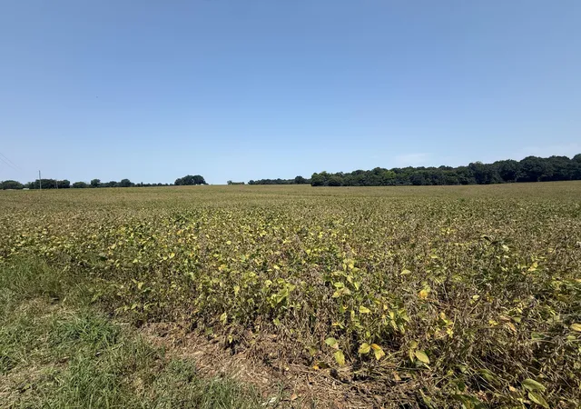Photo 1 of Sale Pending at 00 Palestine Church Rd, Dexter, KY 42036 | MLS# 26023450 | Listing updated on 2026-09-21