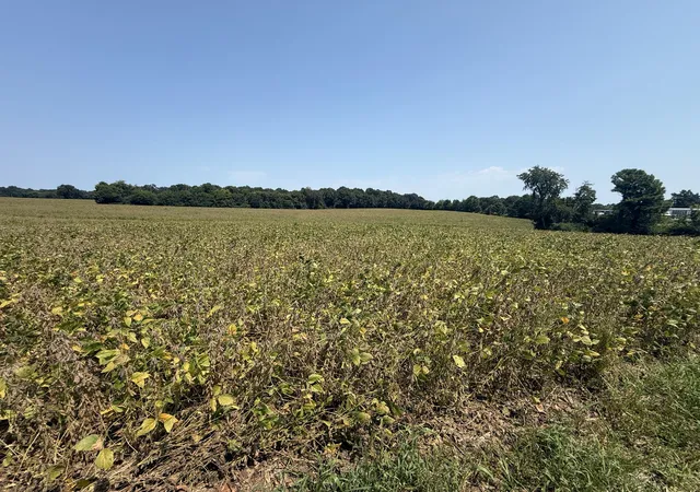 Photo 2 of Sale Pending at 00 Palestine Church Rd, Dexter, KY 42036 | MLS# 26023450 | Listing updated on 2026-09-21
