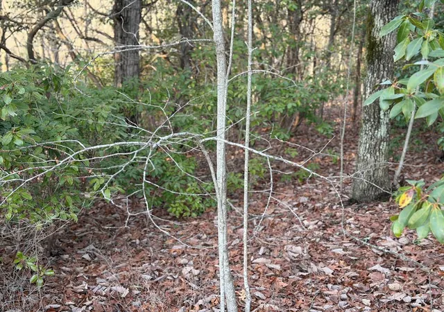 Photo 2 of Land for sale at Lot #118 Royal View Landing, Murphy, NC 28906 | MLS# 98524942 | Listing updated on 2026-08-19