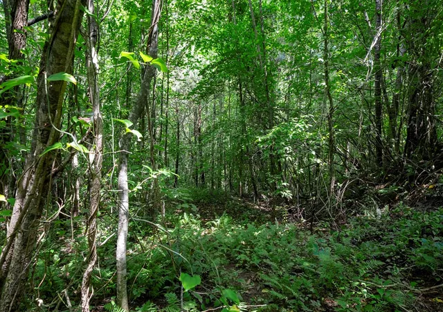 Photo 4 of Land for sale at 0 E Buffalo, Robbinsville, NC 28771 | MLS# 98543716 | Listing updated on 2026-09-02