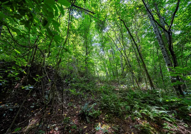 Photo 5 of Land for sale at 0 E Buffalo, Robbinsville, NC 28771 | MLS# 98543716 | Listing updated on 2026-09-02
