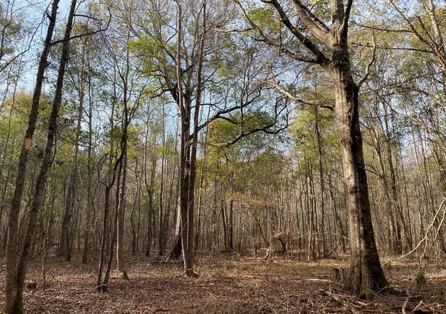 Homes for sale in Swainsboro, GA | Lot 14 Robin Rd, Swainsboro, GA 30401 | MLS# 100579814