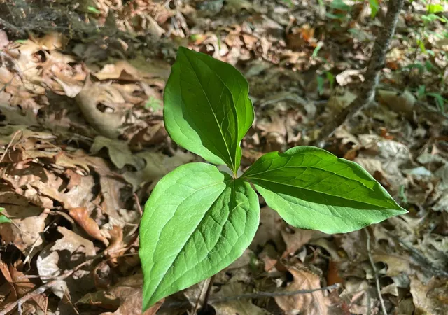 Photo 2 of Land for sale at Trillium Hts, Hayesville, NC 28904 | MLS# 98525266 | Listing updated on 2026-06-02