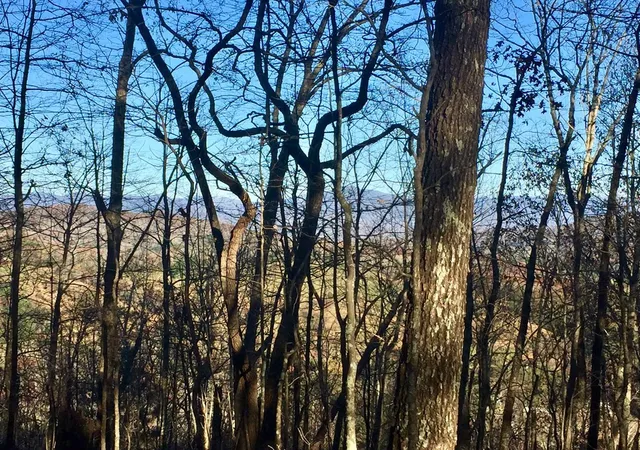 Photo 3 of Land for sale at (Undisclosed), Warne, NC 28909 | MLS# 98543640 | Listing updated on 2026-06-24