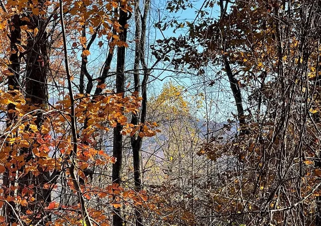 Photo 2 of Land for sale at 36 54c Ash Branch Cir, Hayesville, NC 28904 | MLS# 98543070 | Listing updated on 2026-07-21
