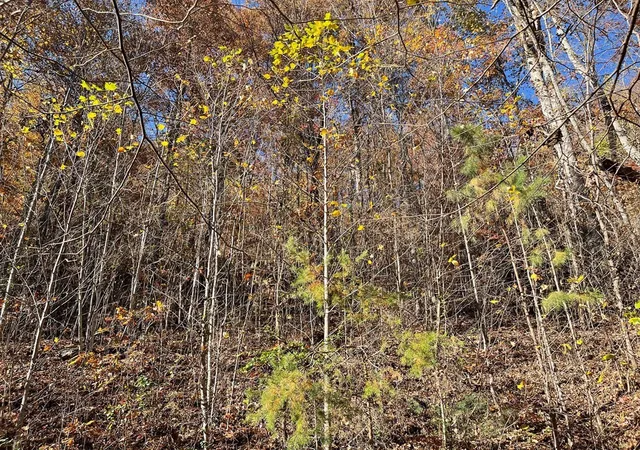 Photo 3 of Land for sale at 36 54c Ash Branch Cir, Hayesville, NC 28904 | MLS# 98543070 | Listing updated on 2026-07-21