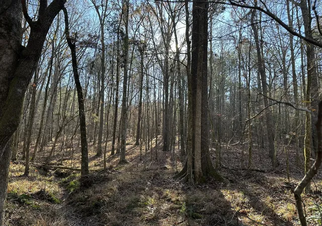 3rd image of Lot 8 Saggus Rd, Washington, GA 30673 | MLS# 98211808