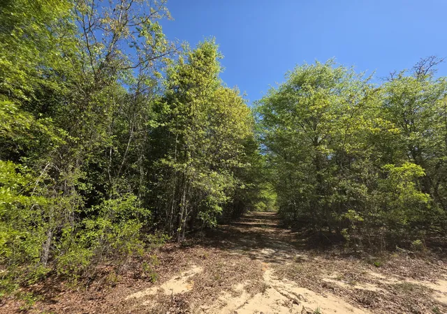 Homes for sale in Williston, SC | Lot 1 Briarwood Dr, Williston, SC 29853 | MLS# 98256081