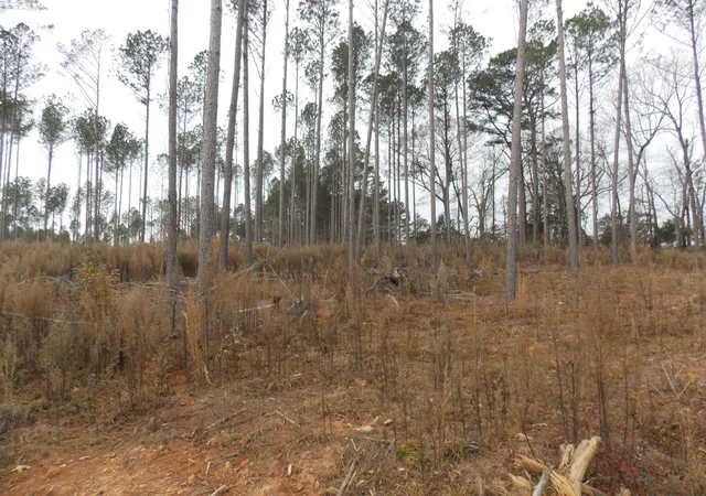 3rd image of 2 E Mosley Rd, Lincolnton, GA 30817 | MLS# 98254462