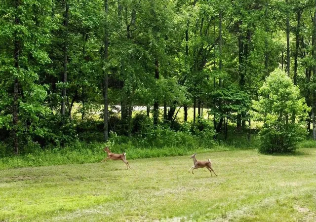 5th image of Tract 1 Timber Ridge Rd, Blairsville, GA 30512 | MLS# 98525069